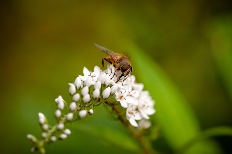 Gros plan sur une abeille